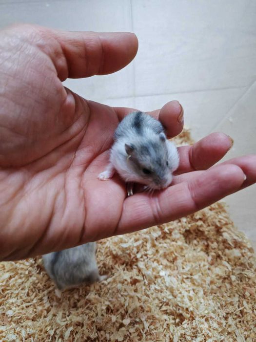 pui de hamsteri pitici