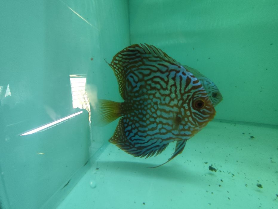 Vand Pereche Discus Blue Turquaz