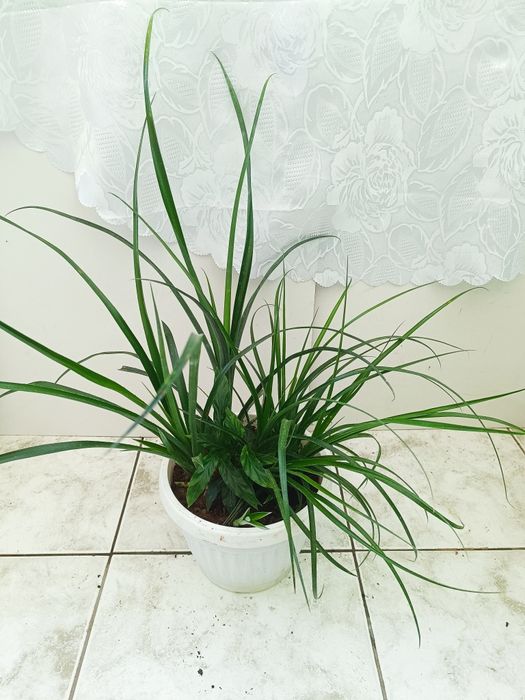 Аглаонема, Трилистник, Индрише, Дифенбахия, Бегония, Бенджамин, Епипре