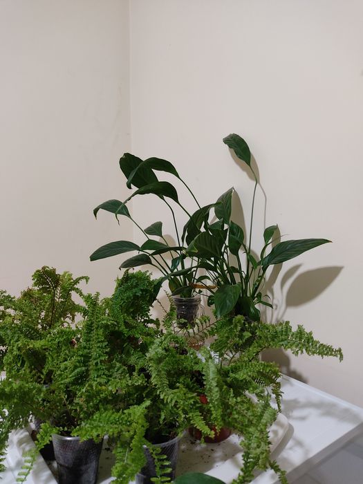 Спатифилиум на фителе  женское счастье  очиститель воздуха