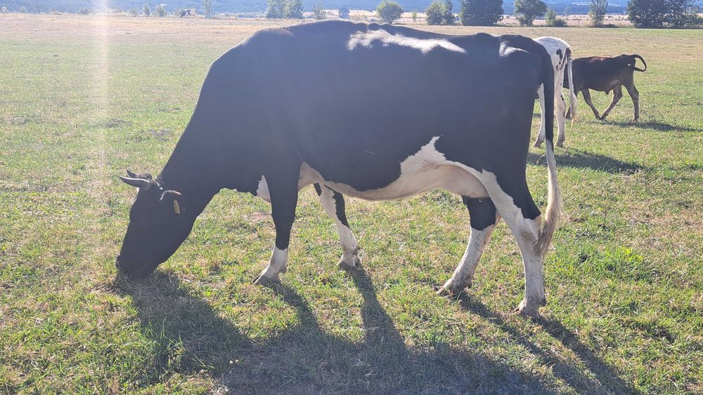 Свободни млечни крави