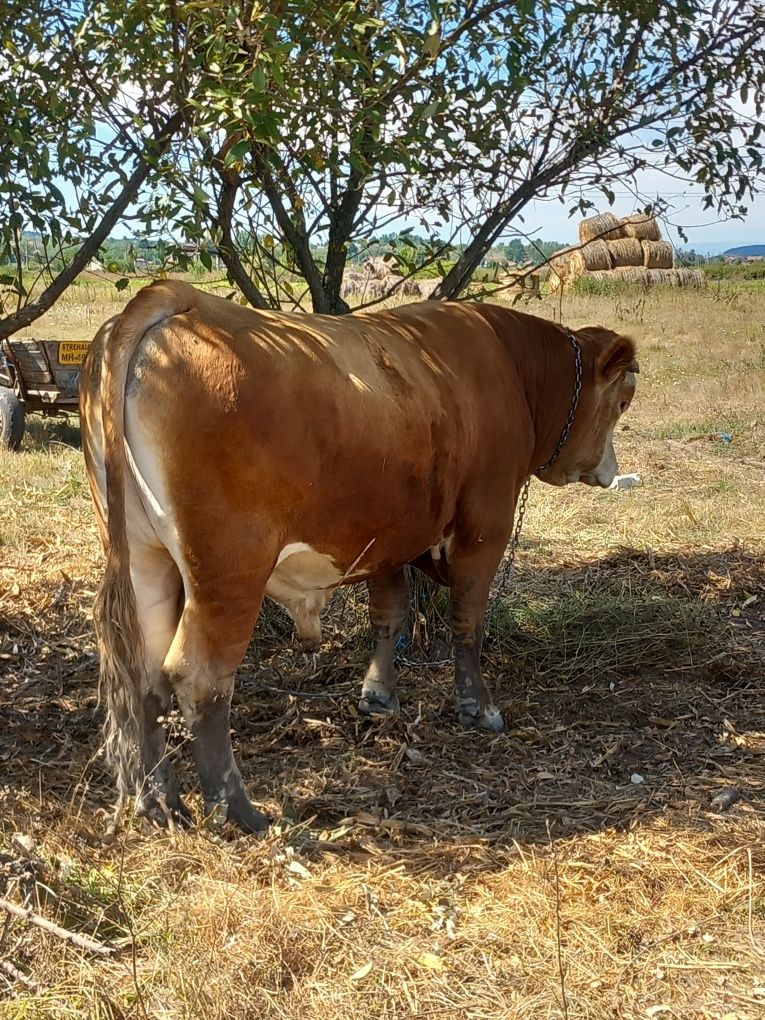 Vând vacă bălțată românească și taur