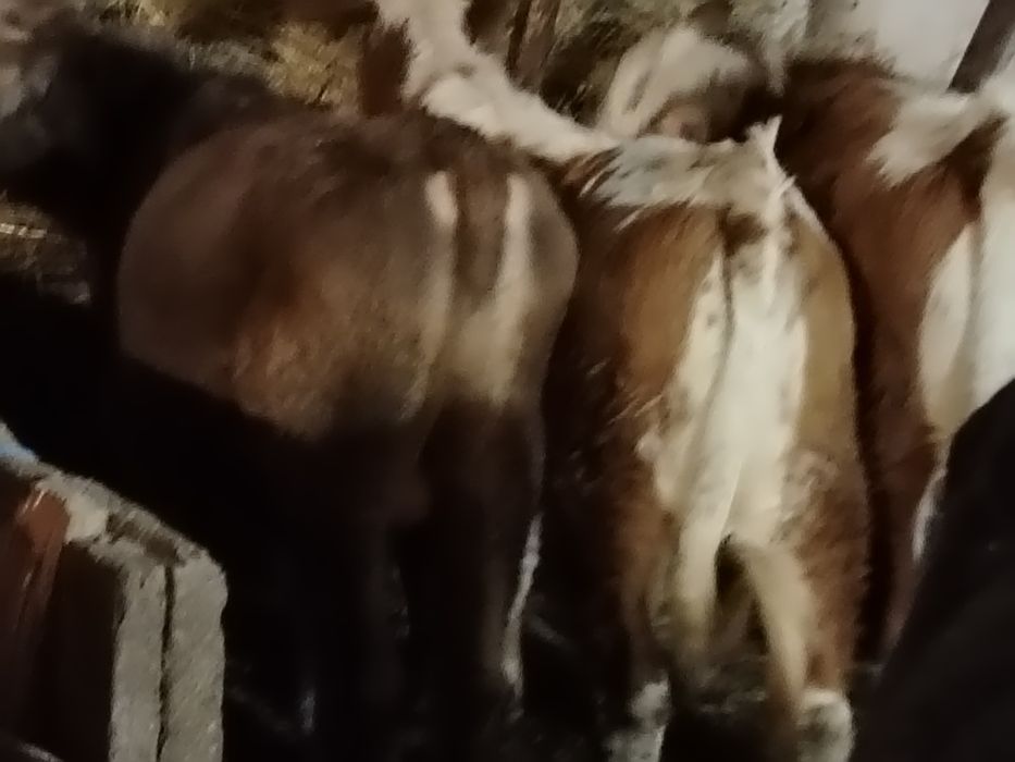Tauri și vitele baltati și angus