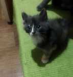 Отдам котёнка в добрые руки