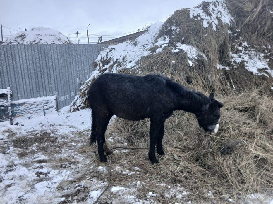 лошадь тай годовалый