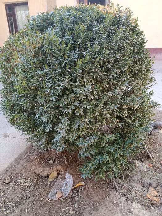 Кўп йиллик шамшод кўчати сотилади...10 йиллик...