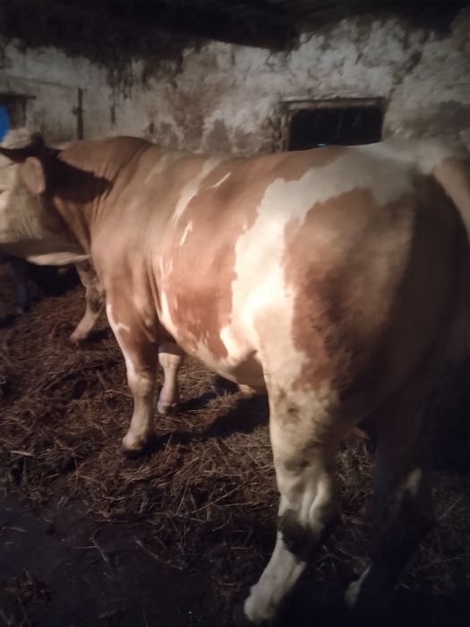 Vând taur frumos