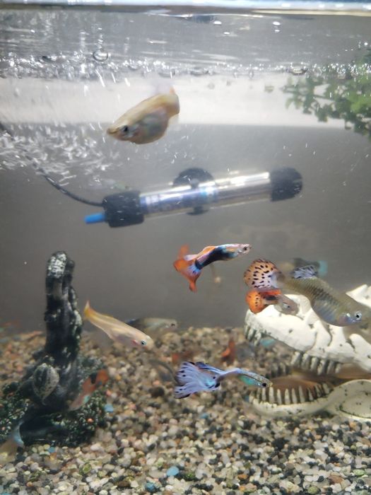 Vând pești guppy