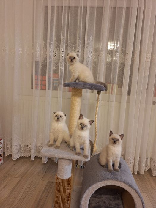 Scottish fold și scottish staight