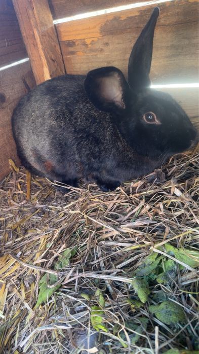 Vand iepuri de diferite marimi