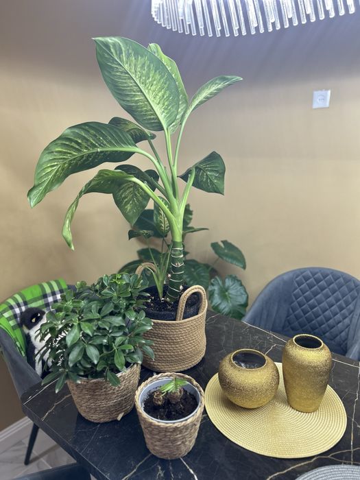 Цветы домашние дифембахия и алказия