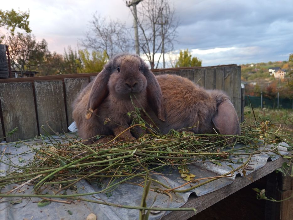 Iepuri Berbec German