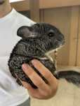 Vand 2 chinchillas culoare originala din M-ții Anzi