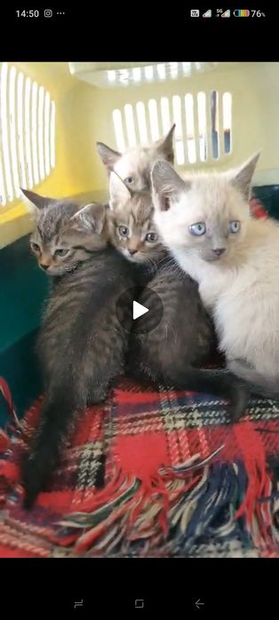 Котята в хорошие руки