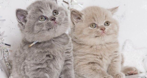 Продам шотландских веслоухих котят котят