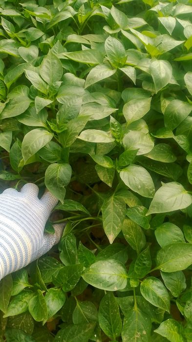 Garantiya Fish kuchatlar bor