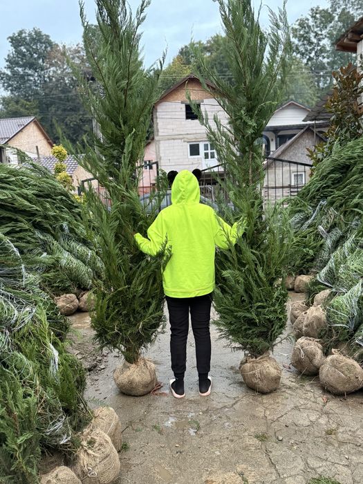 Tuia leylandi gard viu