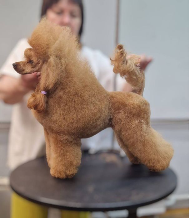 Продаются щенки пуделя