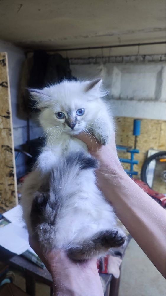 Котенок ищет дом