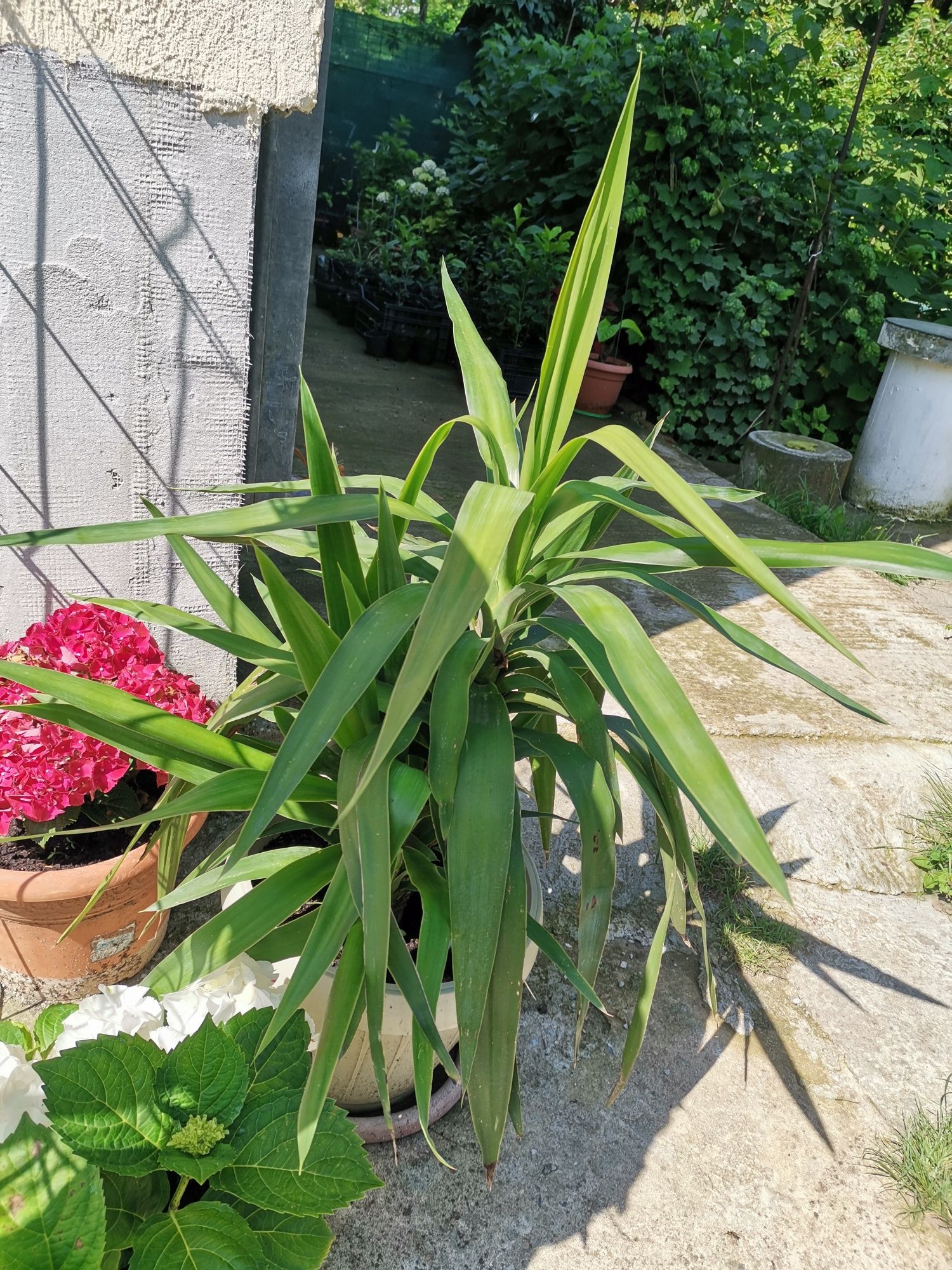 Yucca / planta decorativa de efect.