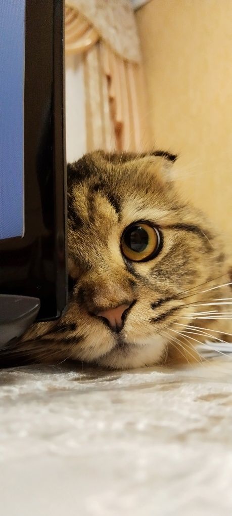 На вязку! Нужна КОШКА!