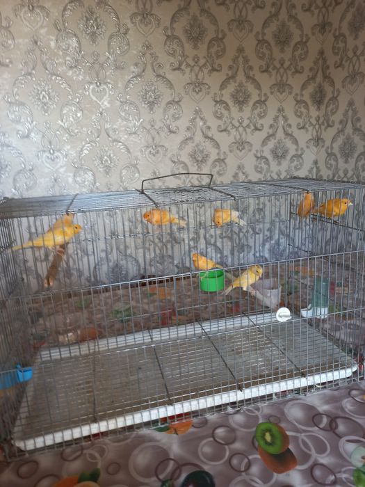 Канарейка сотилади нар