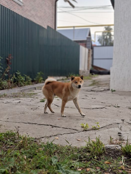 Продам Племенной Сиба-ину мальчик