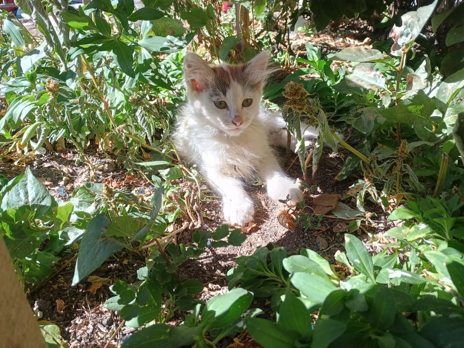Подарявам две котенца