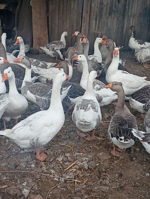 Gâște de vânzare