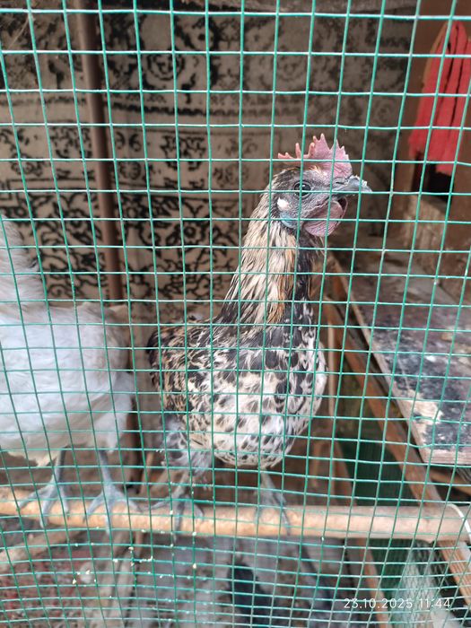 Ухейли зотли хуроз ва товуклари. Келиб чикиши Хитой.