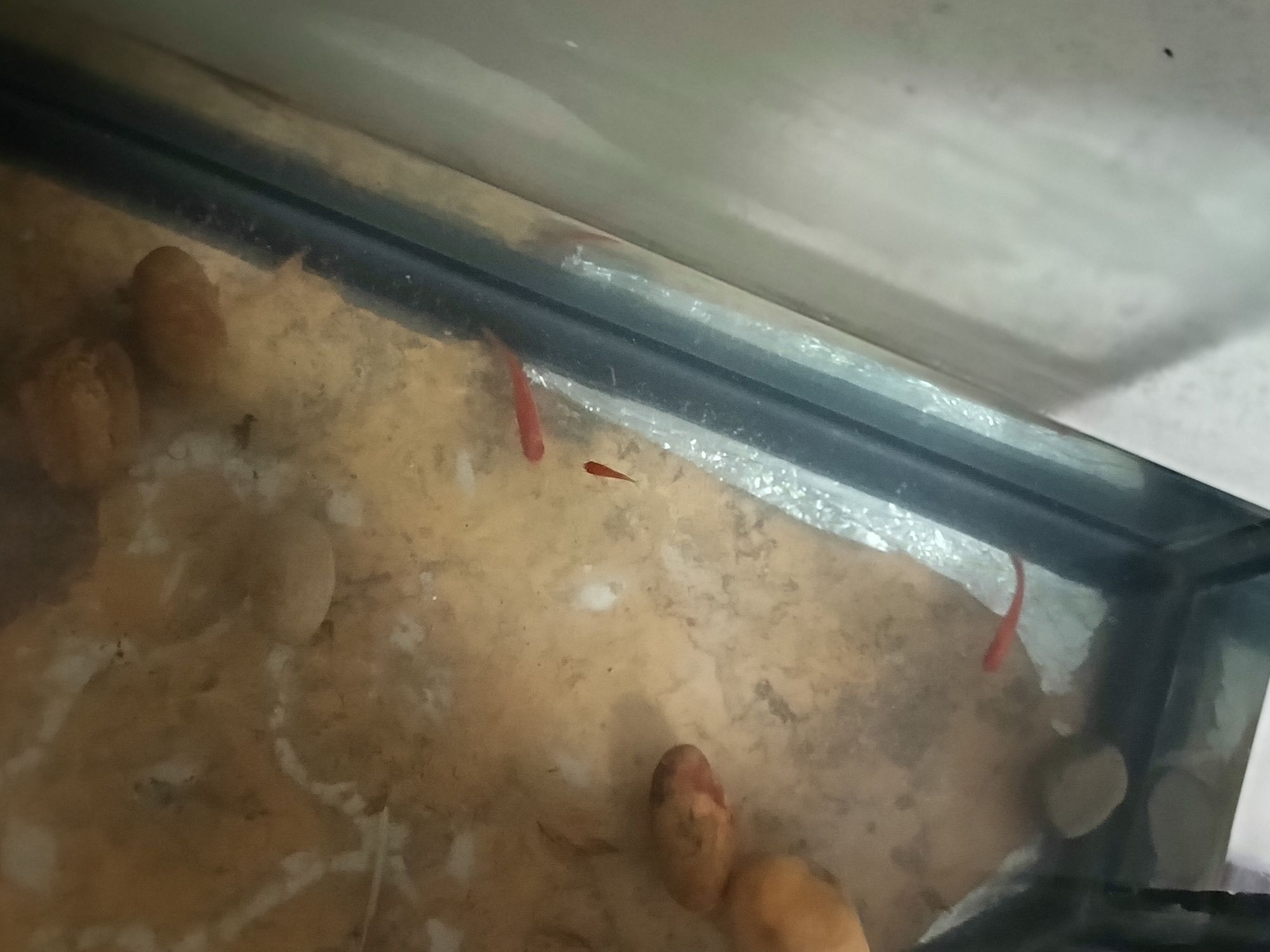 Akvarium sotiladi baliqlari  bilan