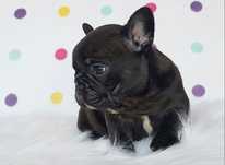 Bulldog francez mascul