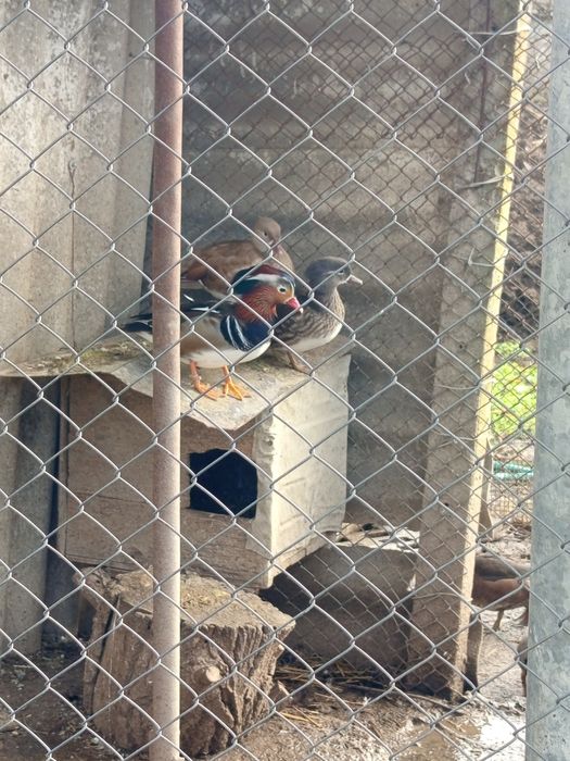 Холандска гащата,фазани,пауни,якалии  и мандаринки
Фазани чарвено-злат