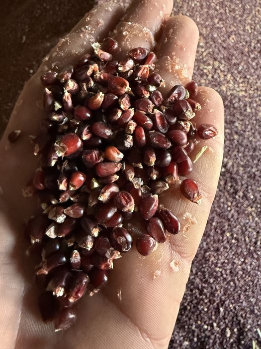 Porumb rosu special pentru porumbei