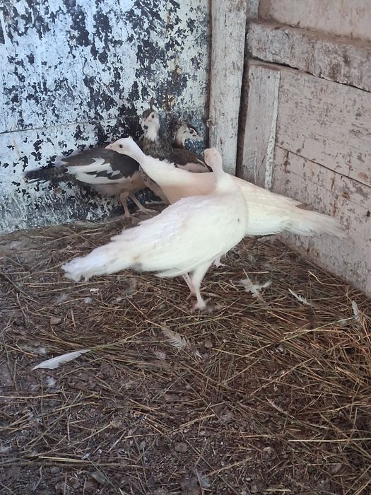 Vând sau schimb puii păun