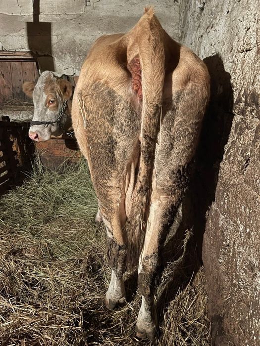 Vând vacă si vițea!