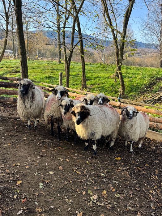 Vand 7 oi de la 3-5 miei