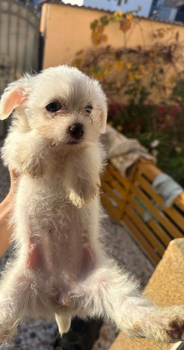 donez catelusa de talie mica, mama ei este bichon