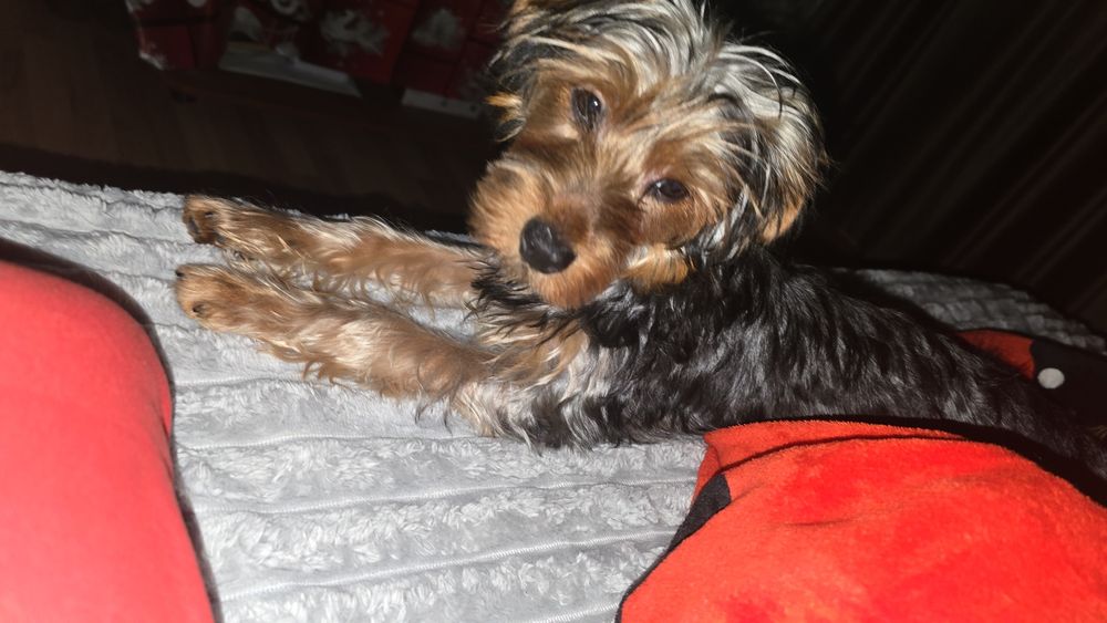 Yorkshire terrier baietel