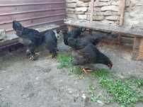 Pui Brahma negru si columbia