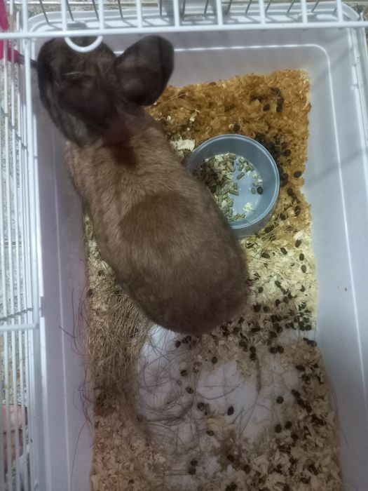 Продам декоративную кролика