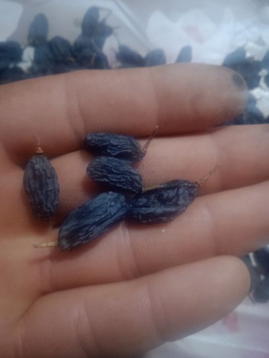 Mayiz sotiladi danaksiz sfatli va arzon