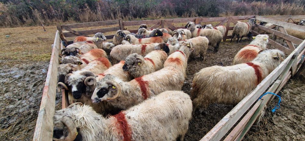 Vând 28 de oi și 2 berbeci