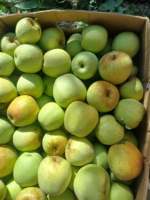 Mere en-gross de vanzare