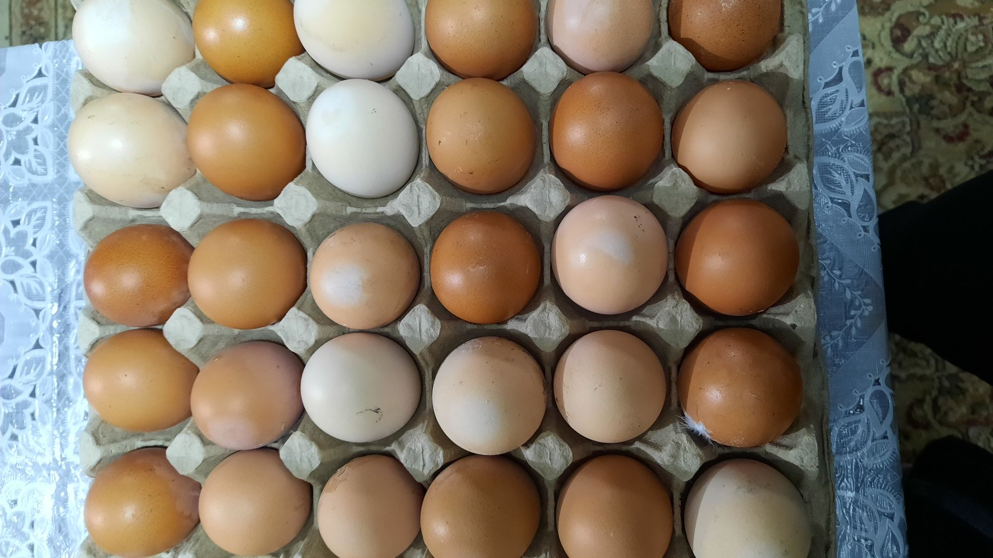 Инкубационные яйца ломан,домашние несушки, брама