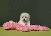 Bichon Frise fetita cu pedigree FCI