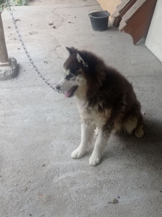 Xaski it sotladi arzon ayiq dak 3 yow erkak