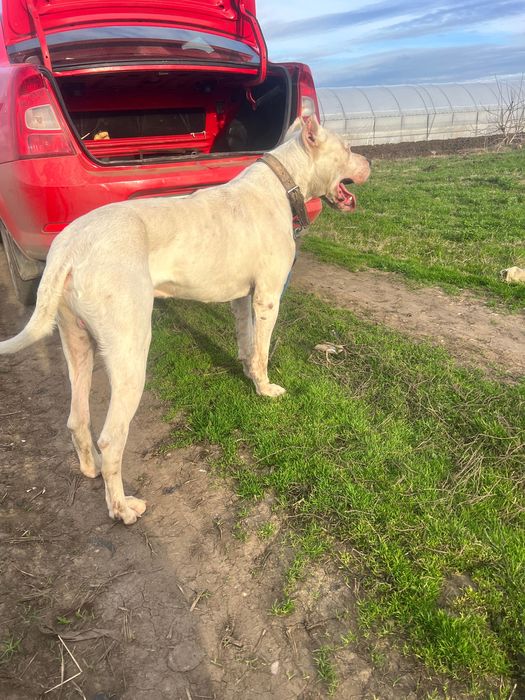 Vand mascul dog argentinian