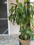 Dracaena de vanzare