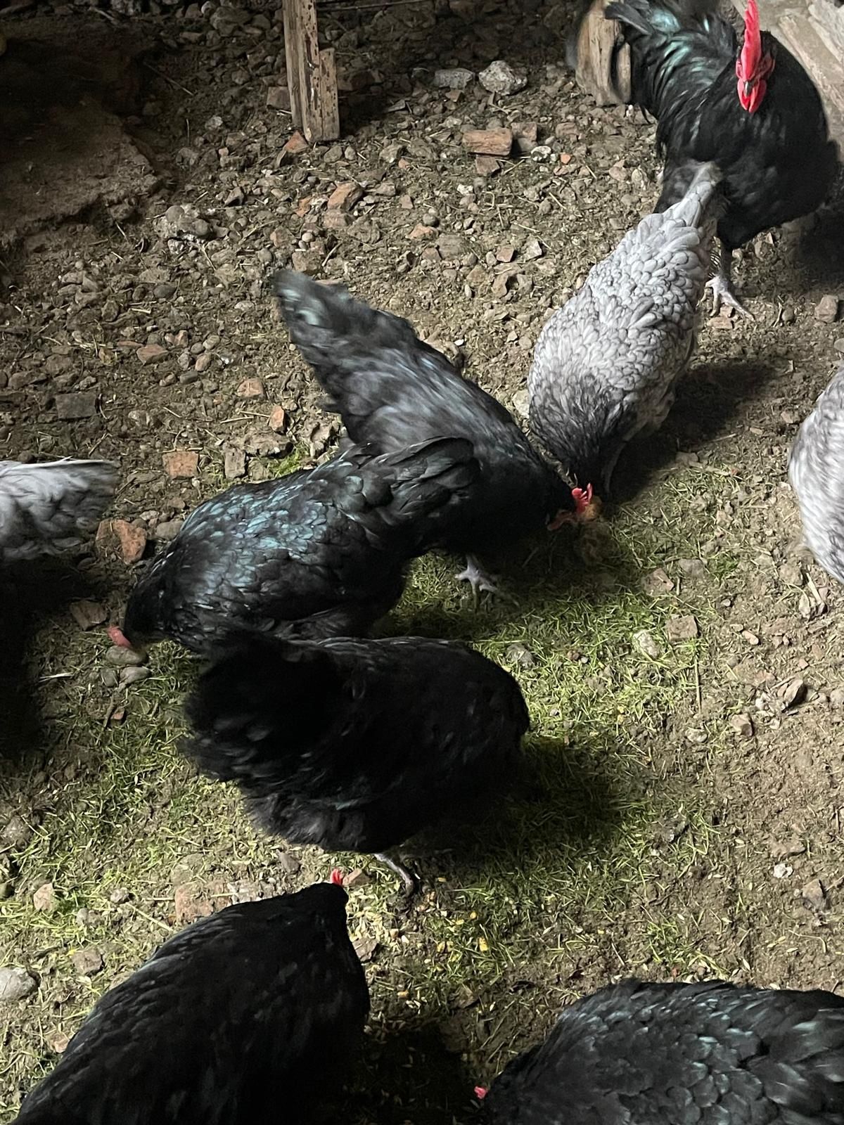 Australorp familie 11+1